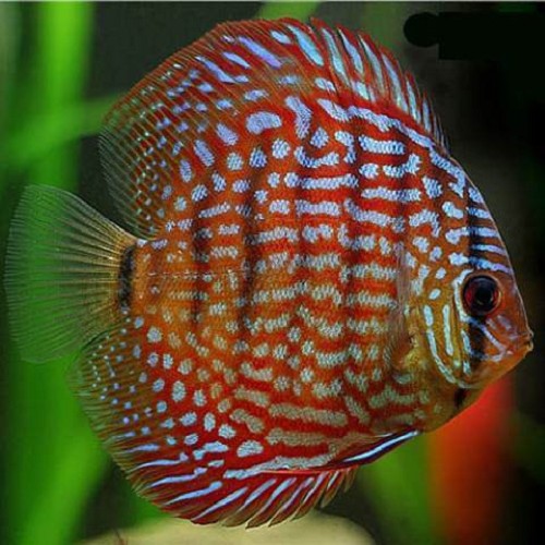 Symphysodon discus red turquoise - Discus rouge turquoise 7-8 cm
